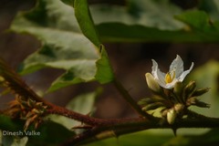 Solanum chrysotrichum
